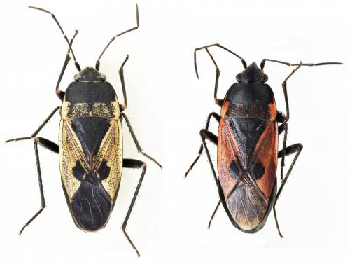 Rhyparochromus sanguineus