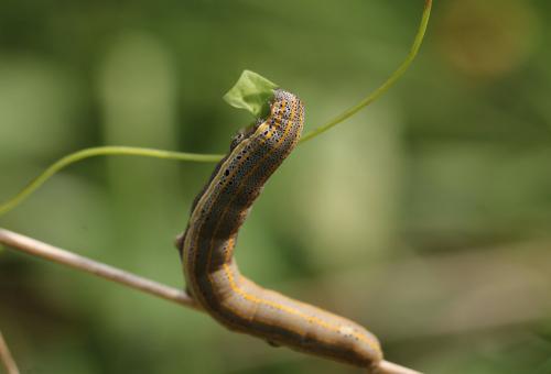 Aedia leucomelas