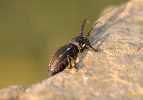 Iberodorcadion fuliginator