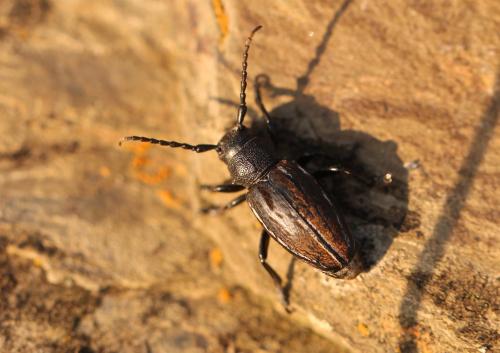 Réf. 177 875 : Iberodorcadion fuliginator