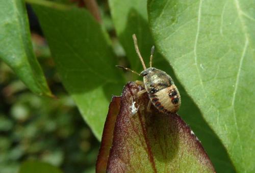 Réf. 177 682 : Peribalus strictus vernalis