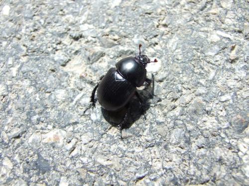 Réf. 177 479 : Geotrupes sp.