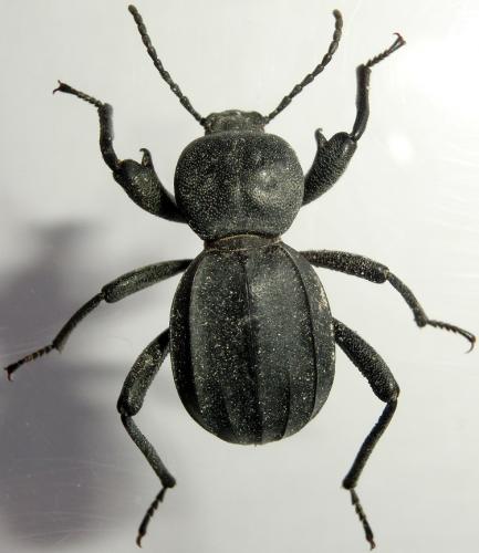 Réf. 177 697 : Scaurus tristis