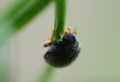 Réf. 177 771 : Scymnus sp.
