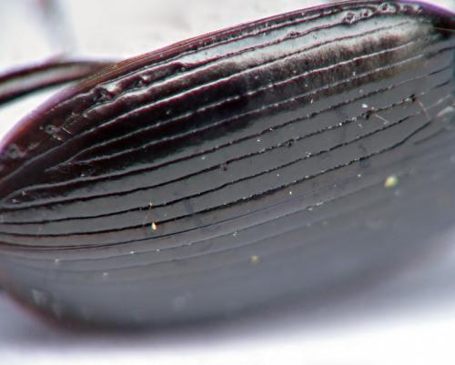 Réf. 177 635 : Agonum fuliginosum