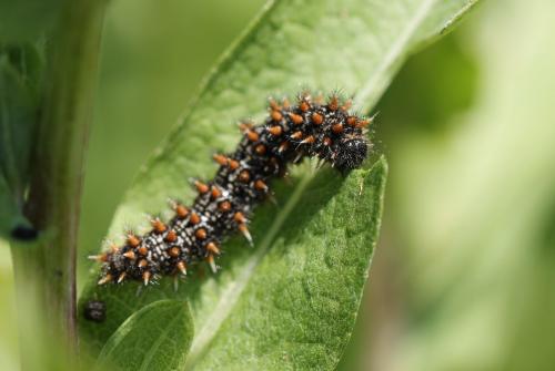 Réf. 177 271 : Melitaea phoebe