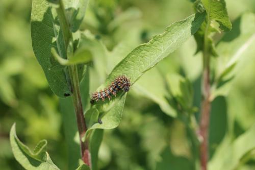 Melitaea phoebe