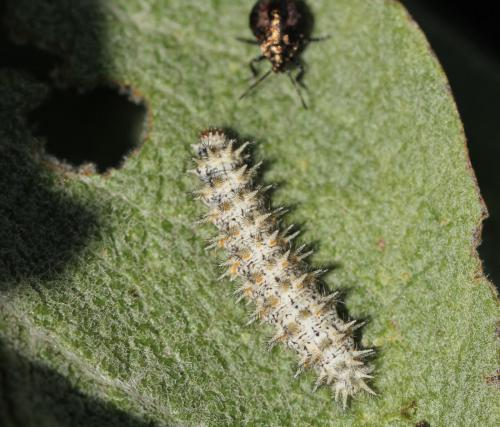 Melitaea trivia