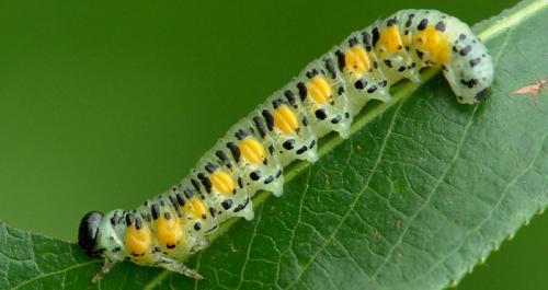 Euura ferruginea