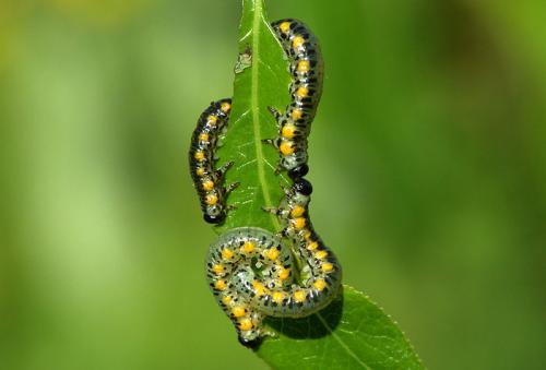 Euura ferruginea