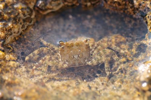 Pachygrapsus marmoratus
