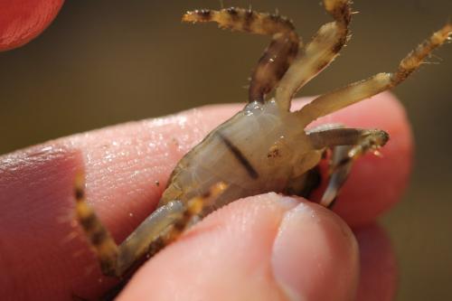 Pachygrapsus marmoratus