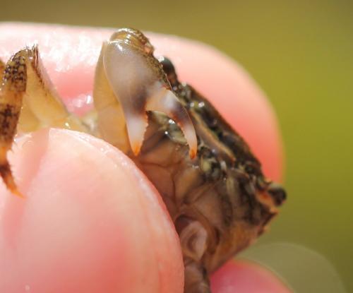 Pachygrapsus marmoratus