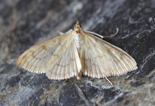 Paratalanta hyalinalis