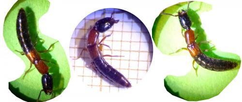 Réf. 177 032 : Xantholinus sp.