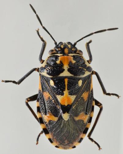 Stenozygum coloratum