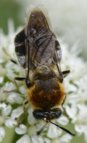 Stratiomys longicornis