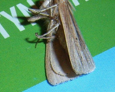 Mythimna sp.