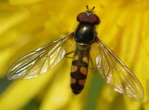 Réf. 177 583 : Meliscaeva auricollis