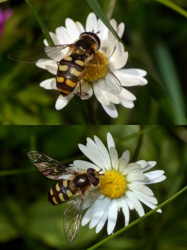 Réf. 177 915 : Eupeodes luniger