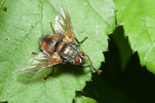 Réf. 177 146 : Nemoraea pellucida
