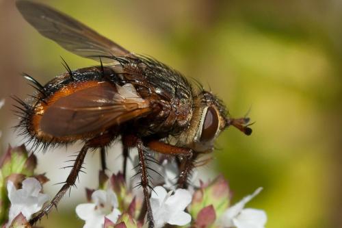 Réf. 177 058 : Tachina fera