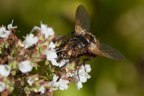 Réf. 177 080 : Tachina fera