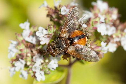 Réf. 177 102 : Tachina fera