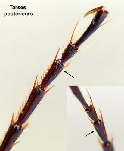 Réf. 177 627 : Agonum fuliginosum