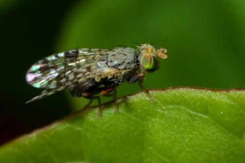 Tephritis nigricauda