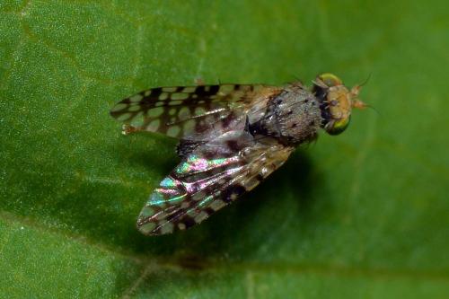 Tephritis nigricauda