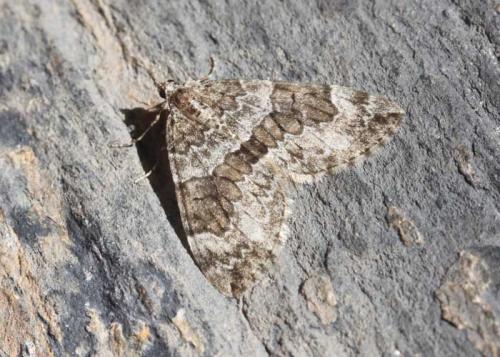 Réf. 177 877 : Thera sp.
