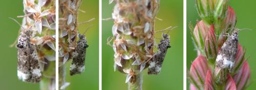 Endothenia sp.