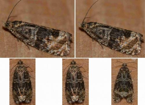 Celypha sp.