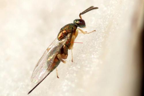 Torymus sp.