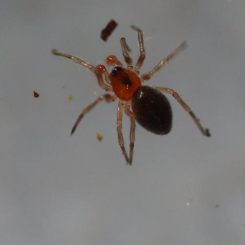 Réf. 177 183 : Trematocephalus cristatus