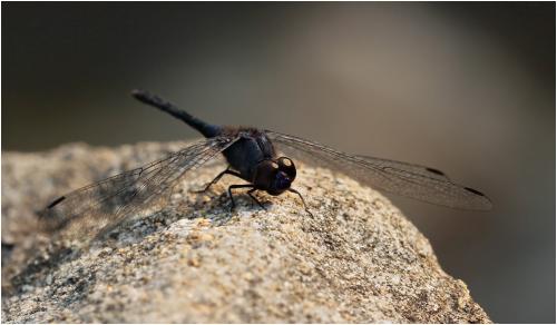 Trithemis festiva