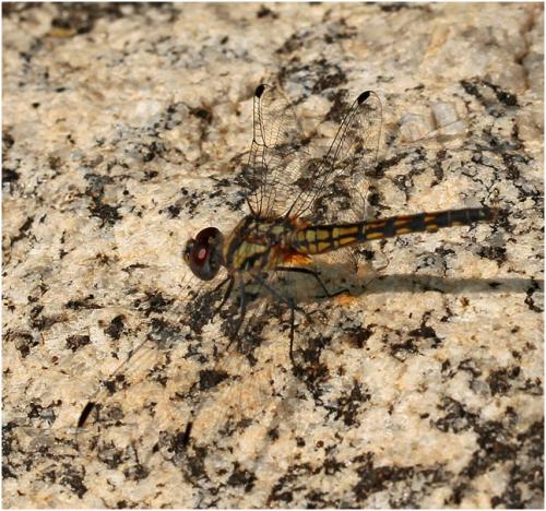 Trithemis festiva