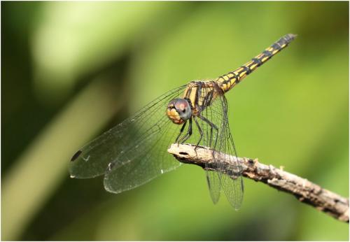 Trithemis festiva