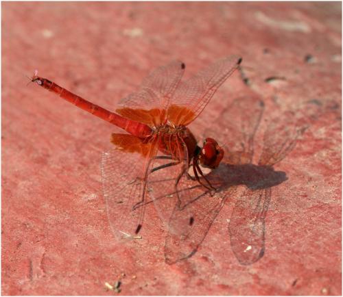 Réf. 177 065 : Trithemis kirbyi