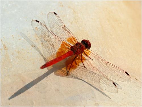 Réf. 177 068 : Trithemis kirbyi