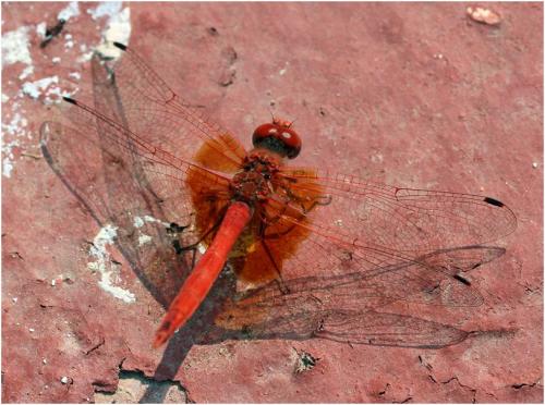 Réf. 177 069 : Trithemis kirbyi
