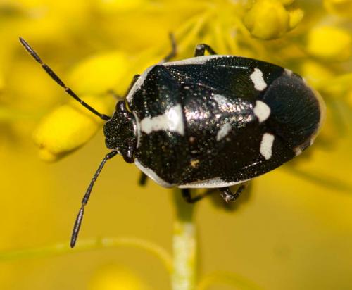 Eurydema oleracea