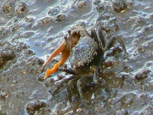 Gelasimus hesperiae