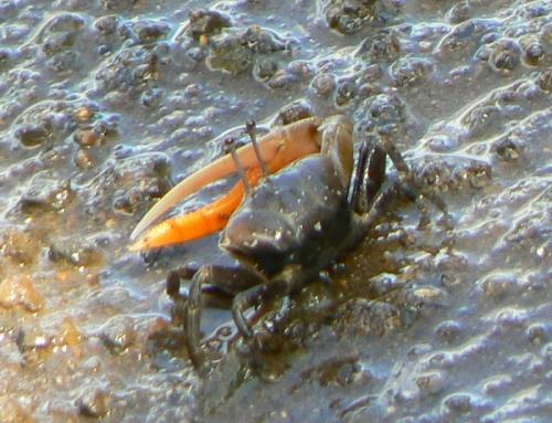 Gelasimus hesperiae