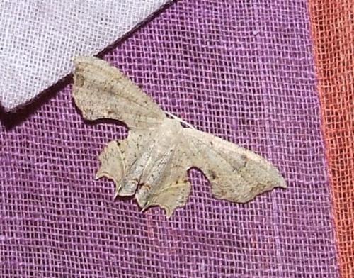 Réf. 177 470 : Epipleminae inconnu