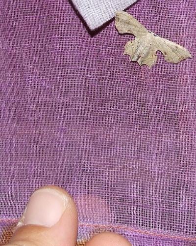 Epipleminae