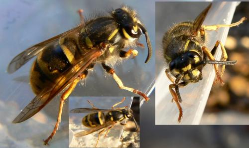 Vespula vulgaris