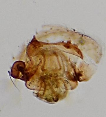 Réf. 177 076 : Tenuiphantes zimmermanni