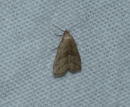 Hypenodes humidalis